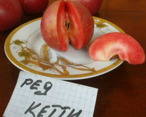 Ред Кеті