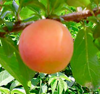 слива персикова