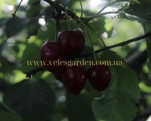 www.velesgarden.com.ua (2)