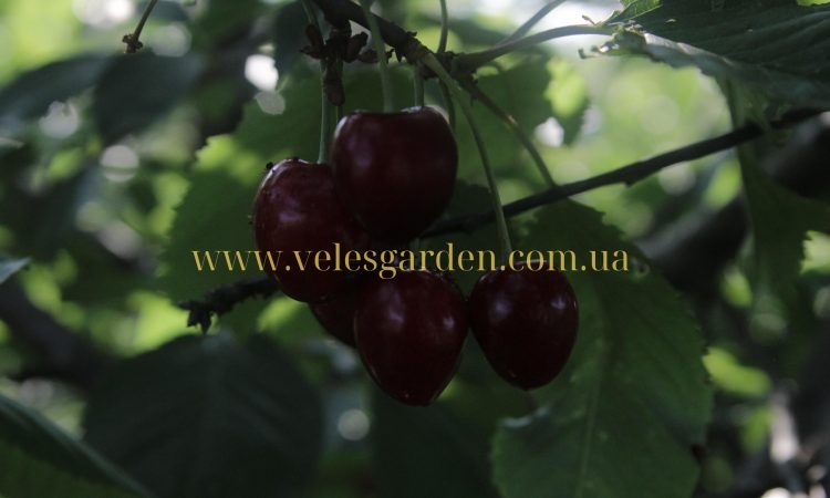 www.velesgarden.com.ua (2)